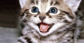 kitten kitten