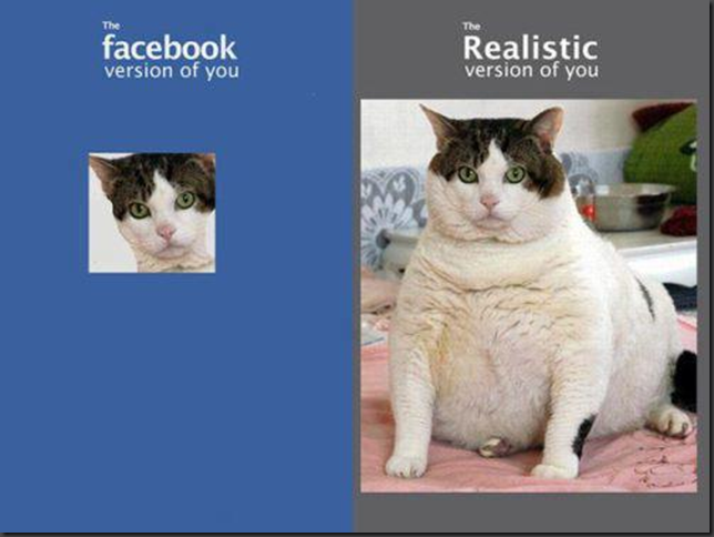 Fat Facebook Cat