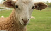 Latest Technology Allows Sheep to Text Message Shepherds When Wolves Attack