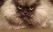 Another Cat Goes Viral (Yawn)